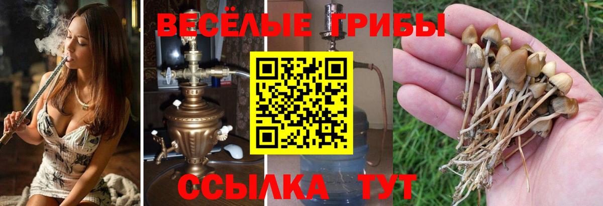 Котлас  Псилоцибиновые грибы ЛСД  Вход с VPN  Галлюциногенные грибы ЛСД 